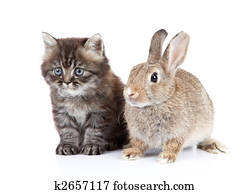 חתול, ו, שפן