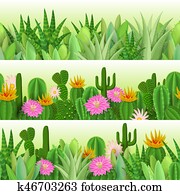 Cactus and succulent Cactus and succulent