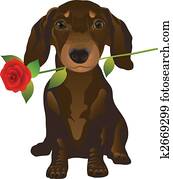 dachshund dachshund