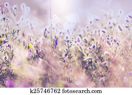 Meadow Meadow