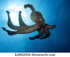 Octopus Octopus