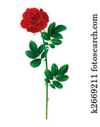 red rose red rose