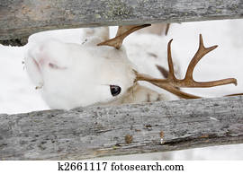 Reindeer Reindeer
