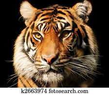 Tiger Portrait