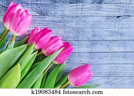 tulips tulips