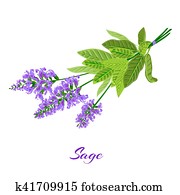 Bunch of flowering sage. Bunch of flowering sage.