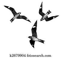 Common Nighthawks Common Nighthawks