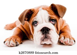 Cute dog Cute dog