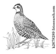 Northern Bobwhite Northern Bobwhite