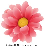 red daisy flower red daisy flower