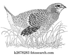 Sharp-tailed Grouse Sharp-tailed Grouse