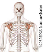The subscapularis The subscapularis