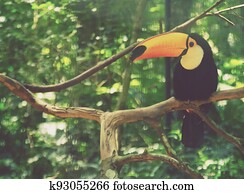 Toucan toco