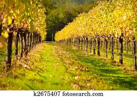 Vineyard Vineyard
