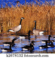 vários, gansos canadenses, lagoa, pântano