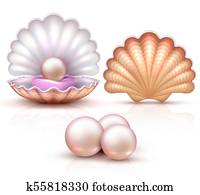 Finest 品質 美しい 自然 開いた 真珠 殻 終わり 現実的 単一 貴重である オブジェクト イメージ ベクトル クリップアート 切り張り イラスト 絵画 集 K Fotosearch