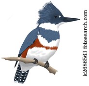 Belted Kingfisher Belted Kingfisher