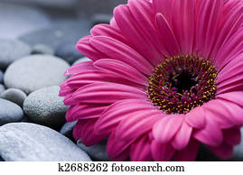 Gerbera daisy Gerbera daisy