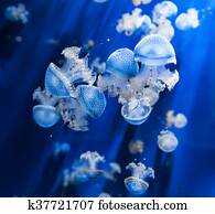 Jellyfish Jellyfish