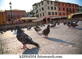 Pigeons in a city