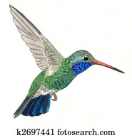 Broad-billed Hummingbird Broad-billed Hummingbird