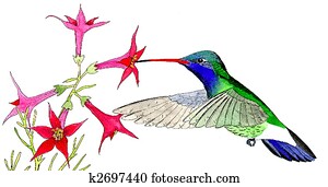 Broad-billed Hummingbird Broad-billed Hummingbird