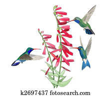 Broad-billed Hummingbird Broad-billed Hummingbird