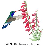 Broad-billed Hummingbird Broad-billed Hummingbird