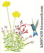 Broad-billed Hummingbird Broad-billed Hummingbird