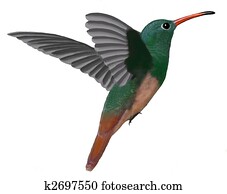 Buff-bellied Hummingbird Buff-bellied Hummingbird