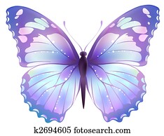 butterfly butterfly