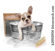 Dog Getting a Bath in a Washtub In Studio Dog Getting a Bath in a Washtub In Studio