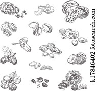 Freehand drawing nuts Freehand drawing nuts