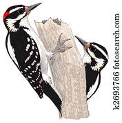 Hairy Woodpecker Hairy Woodpecker