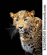 Leopard Leopard