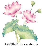 lotus lotus