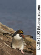 Macaroni Penguin (Eudyptes chrysolophus)