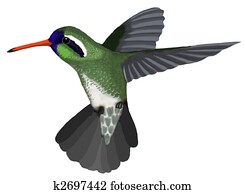 White-eared Hummingbird White-eared Hummingbird