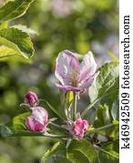 detalhe, de, cor-de-rosa, maçã, broto, em, a, árvore