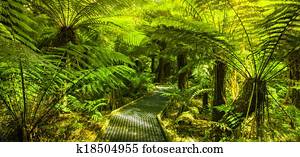 Forest Walk Forest Walk
