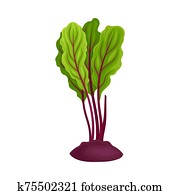 ganz, beet-root, mit, rübe, spitzen, vektor, abbildung ganz, beet-root, mit, rübe, spitzen, vektor, abbildung