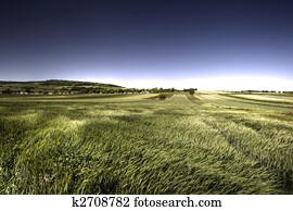 Green grain in windy day Green grain in windy day