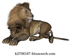Lion male Lion male
