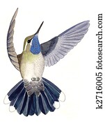 Blue-throated Hummingbird Blue-throated Hummingbird