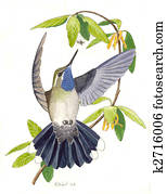 Blue-throated Hummingbird Blue-throated Hummingbird