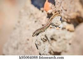 Common wall lizard sunbathing on a rock in the morning