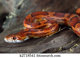 Corn snake Corn snake