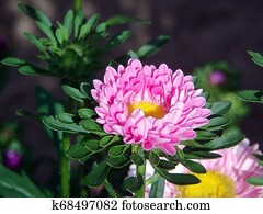 Flor Flor