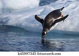 Gentoo Penguin jump in water