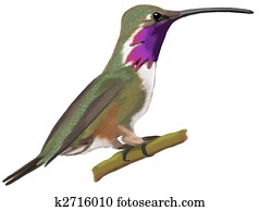 Lucifer Hummingbird Lucifer Hummingbird